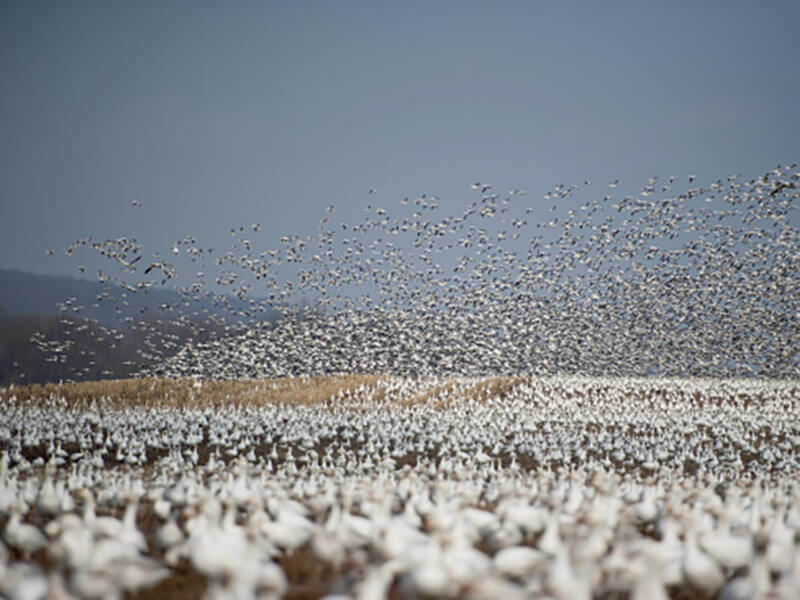 seagulls